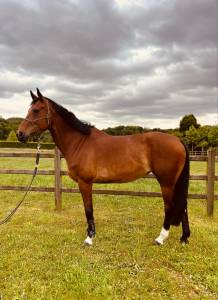 Jument pleine à vendre 