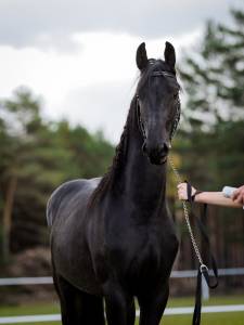 Castrone frisone - Amleth R. Scuderia Imperial