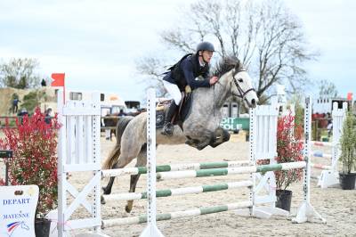 Mare origin recorded for sale 2020 grey