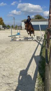 Yegua trotón francés en venta 2019 bayo