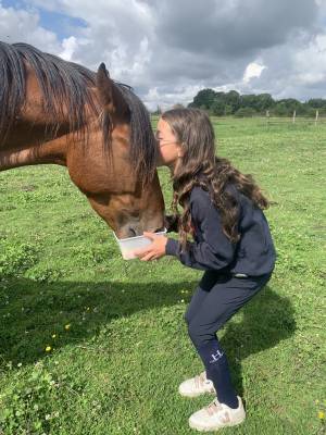 Yegua trotón francés en venta 2019 bayo