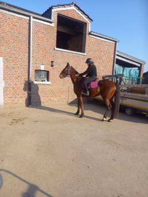 Hongre 1m70 6ans très gentil