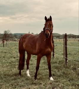 Prélude van de coefering