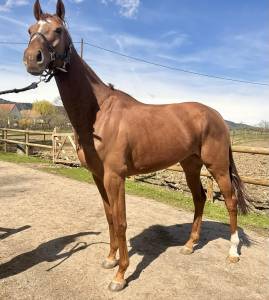 Magnifique jument 5 ans pour poulinière