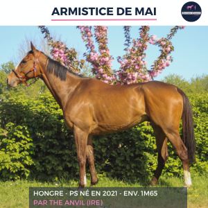 Ruin volbloed te koop 2021 donker bruin / bai