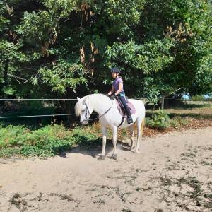 Merrie Connemara Te koop 2014 Schimmel ,  DEXTER LEAM PONDI