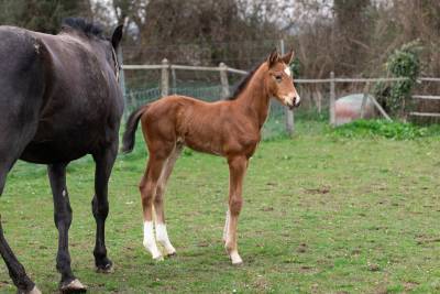 Foal mâle par balou du reventon