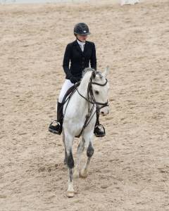 Ruin franse rijpony pfs te koop 2017 schimmel