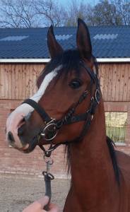 Spotlight  : etalon pur sang arabe pour saillies 