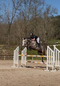 Ruin Franse rijpony PFS Te koop 2019 Schimmel