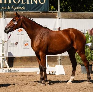 Yegua 4 años