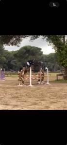 Cavalla Irlandese di 6 anni per Completo/Salto Ostacoli