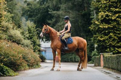 Jument oldenburg 6 ans