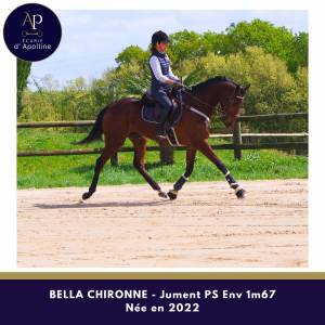 Belle jument 4 ans env 1m67