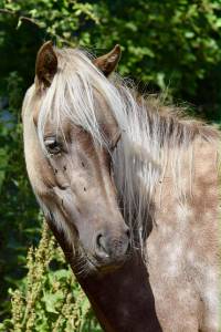 Adorable jument classic pony - 6 ans – 104 cm