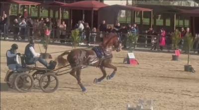 KWPN carta original, excelente caballo