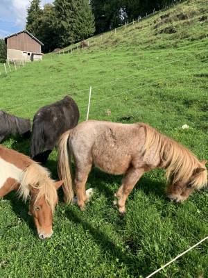 Poney shetland &agrave; vendre 