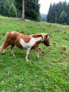 Poney shetland &agrave; vendre 