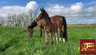 Propriété équestre 3,4 hectares