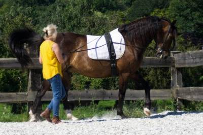 Lusitanien à vendre