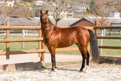 Magnifique hongre franches-montagnes – 3 ans, très ge