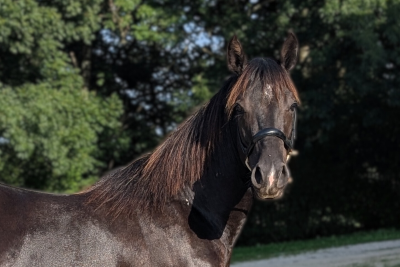 Hengst Quarter Horse Te koop 2023 Zwart