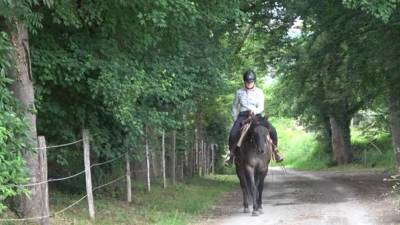 KALA - Quarter Horse Grullo