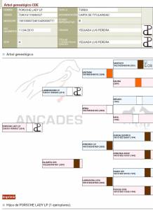 Jument cde caballo deporte espanol a vendre 2019 gris
