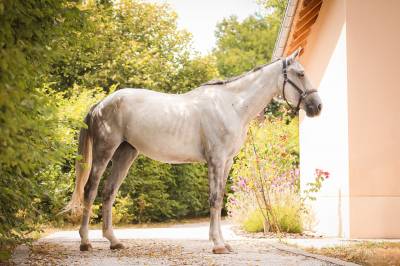 Caballo castrado caballo de deporte irlandés en venta 2022 tordo por don vhp z