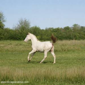 Pouliche 1 an pp race crème de robe crème .
