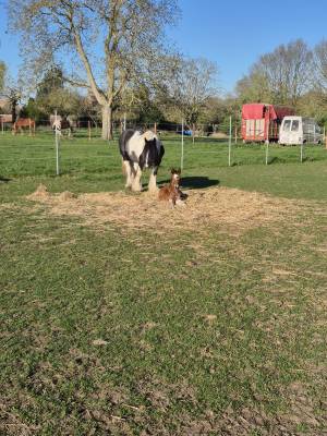 Veulen (ml) Andere pony rassen Te koop 2026 Donker bruin / bai ,  Frenchcornet d&rsquo;Odival