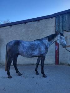 Cheval de 4 ans par stakkatol à vendre