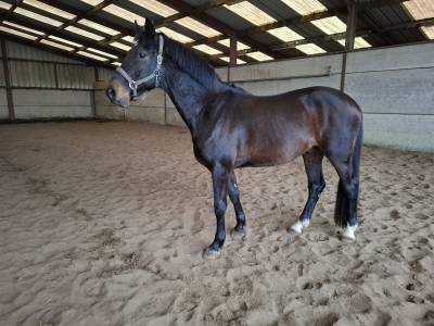 Cheval de sport à vendre