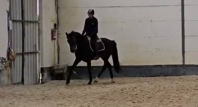 Cheval de sport à vendre
