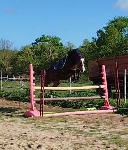 Ponette connemara 5 ans - 145 cms
