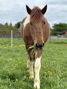 Jument à vendre de 13 ans