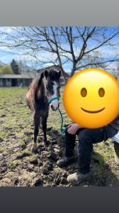 Shotgun - poulain à vendre 