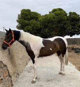 Potra cde pia ( cheroki - sancisco/sandro hit)