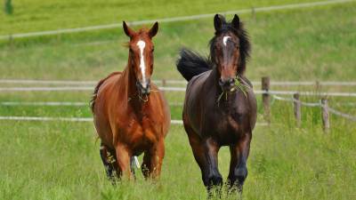 Terrain agricole de 4,5 hectares - hérault (34)