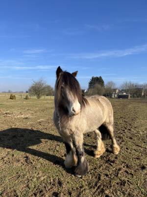 Jument irish cob à vendre