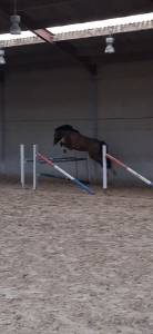 Jument 6 ans à vendre