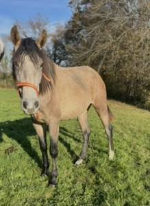 Mare pre pure spanish bred for sale 2023 grey