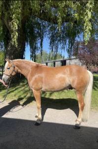 Haflinger sport de 3 ans