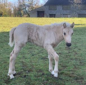 Filly Connemara For sale 2026 Cream