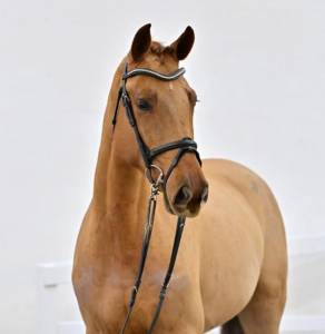 Yegua 5 años prospecto para el futuro 