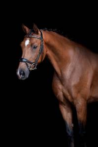 Caballo 9 años clasificado en pruebas 125cm  