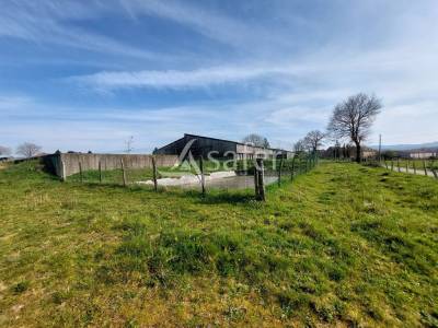 Sheep farm  haute-vienne