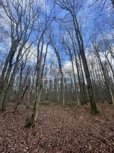 Woodland  seine-et-marne