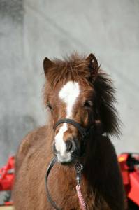 Veulen (ml) Shetland Te koop 2025 Vos ,  Jedi de Thor