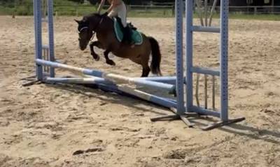 Mare Welsh Part Bred For sale 2018 Buckskin